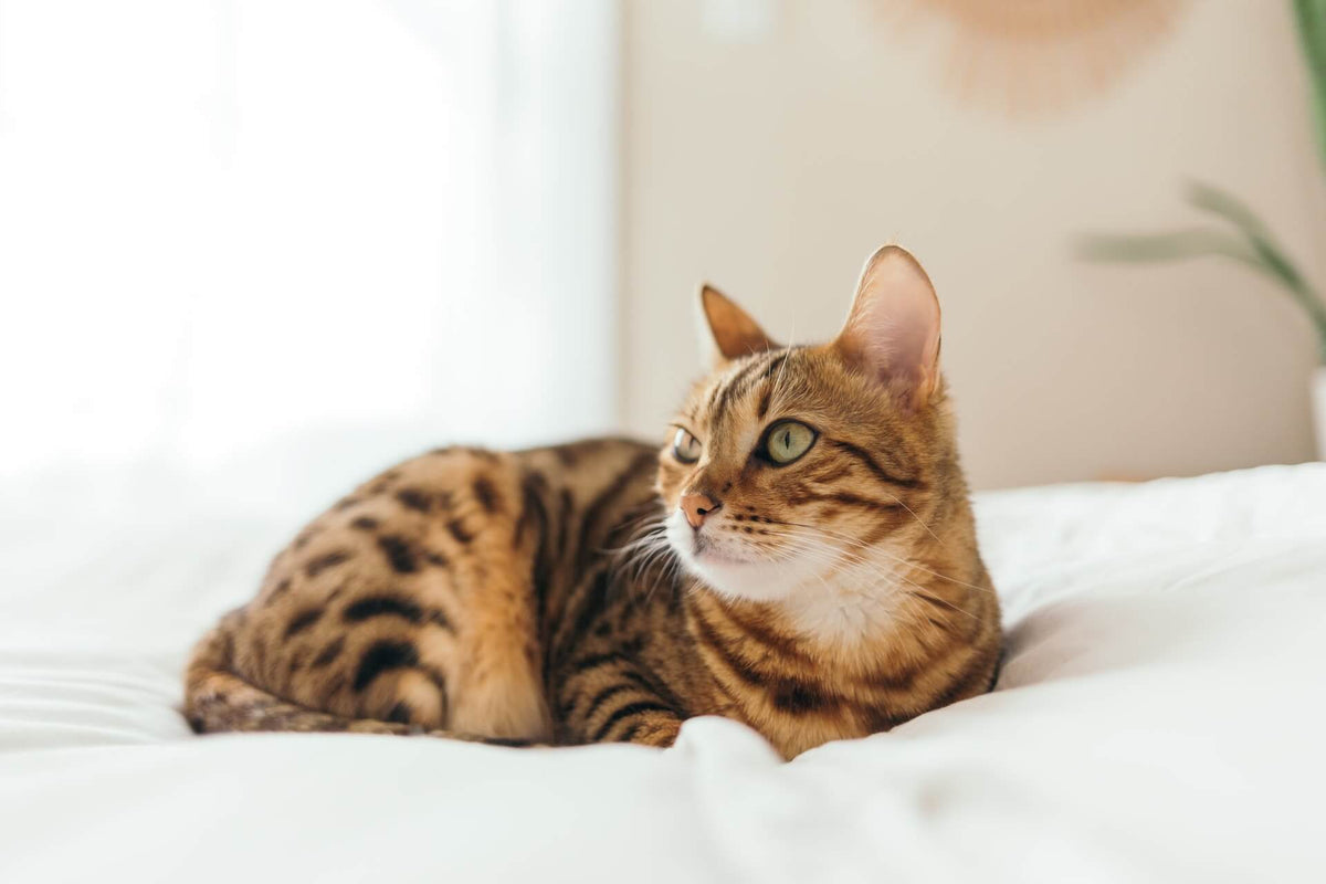 Bengal cat hot sale hair loss