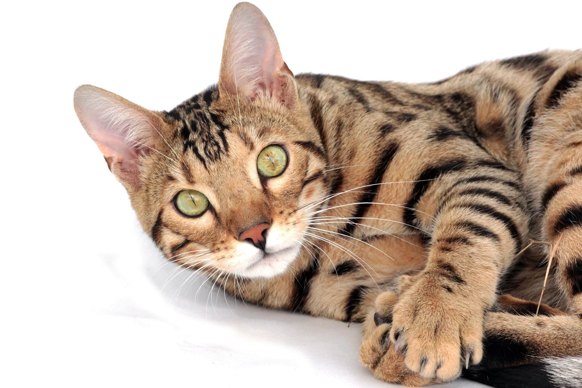 Bengal cat 2025 digestive problems