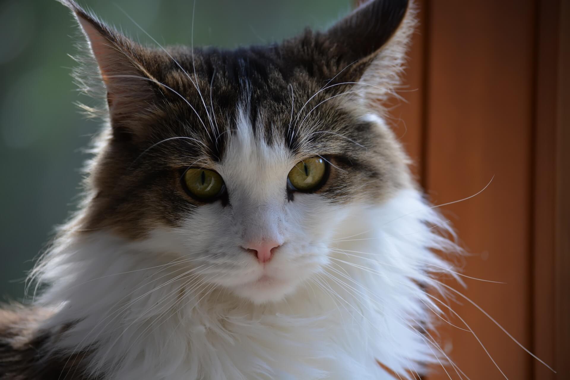 IV. When to Worry About Drooling in Maine Coon Cats