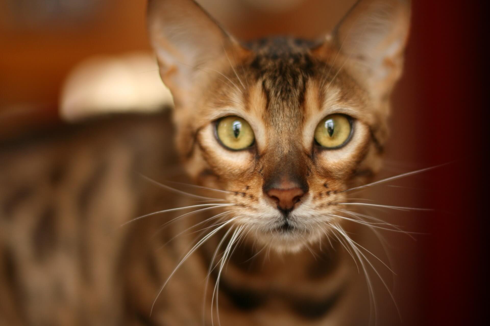 Bengal Cat Owners and Lovers Asia