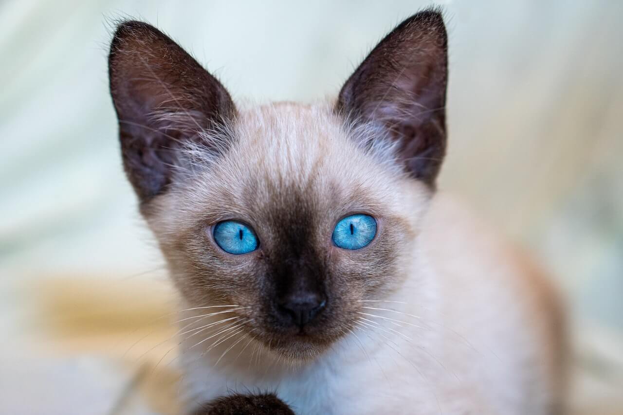 I. Introduction to Siamese Cats