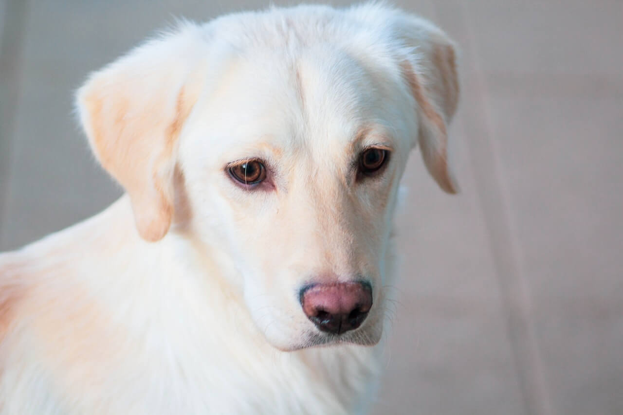 White lab sale shedding